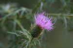 Field thistle